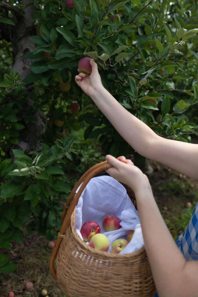 Our Apple Orchard Harvest - Annie Fairfax