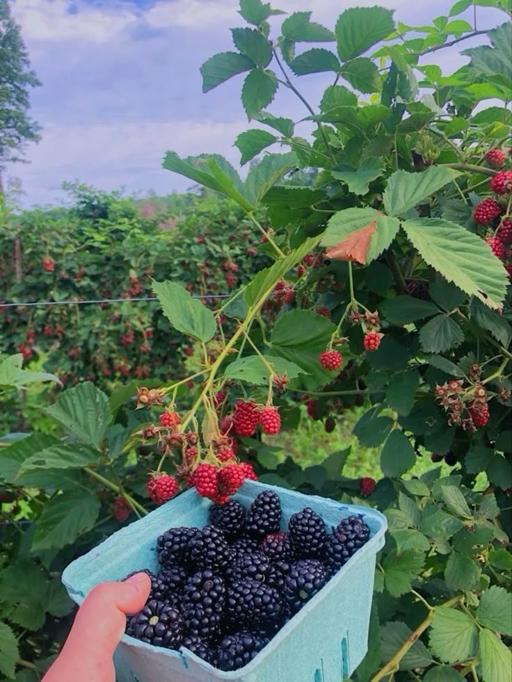 berry picking __ berry picking farm __ gardening lifestyle __ berry garden