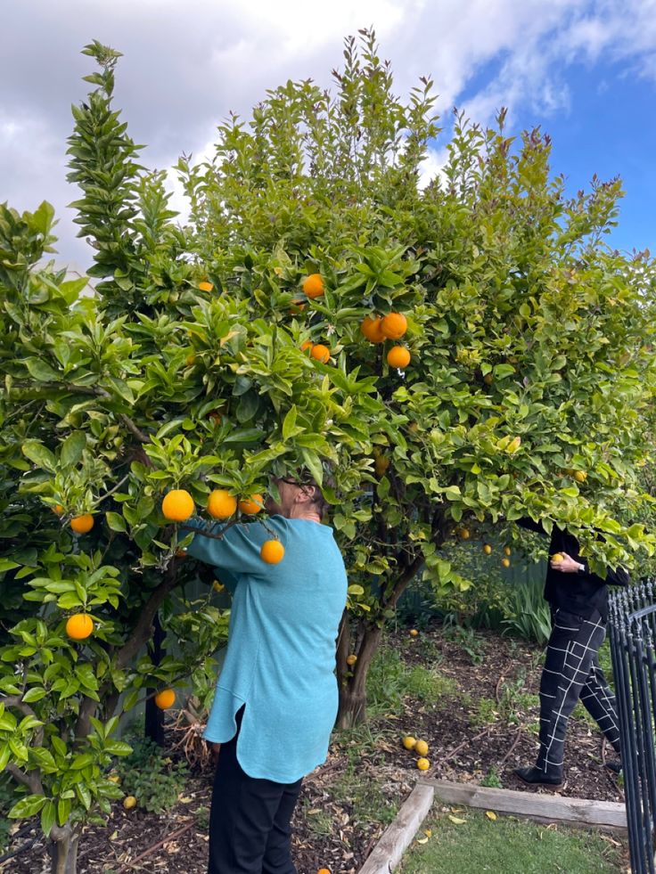 orange picking